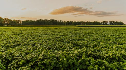 Rural landscape with feedstocks of fresh green soy field in sunset.