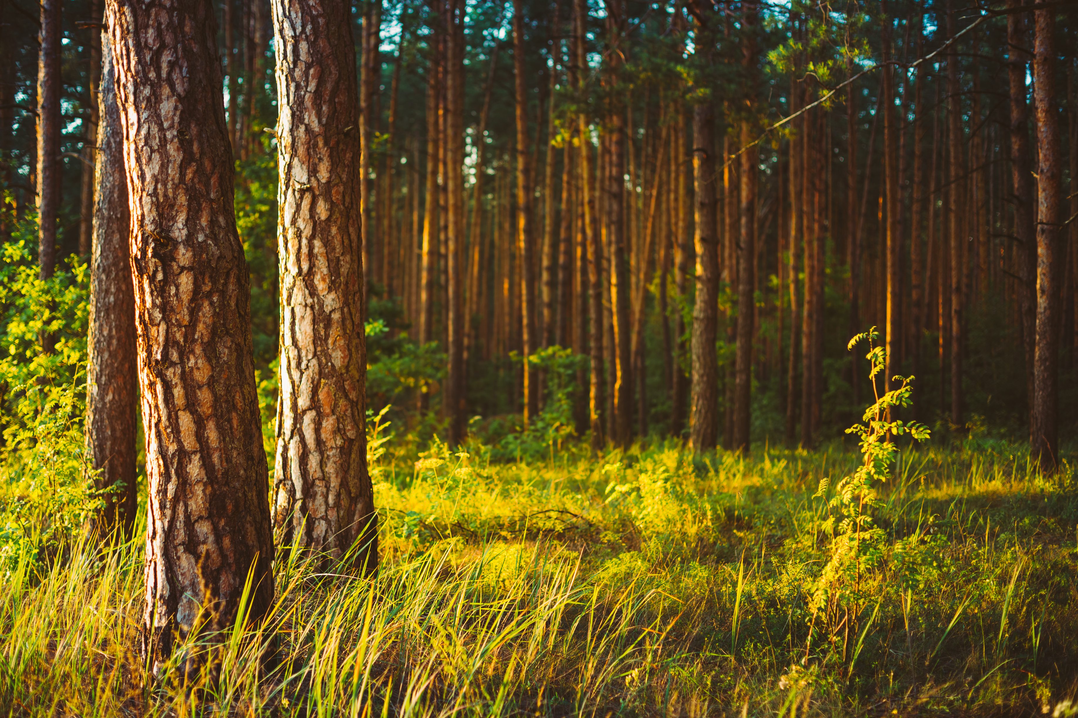 A timber forest, forest products production