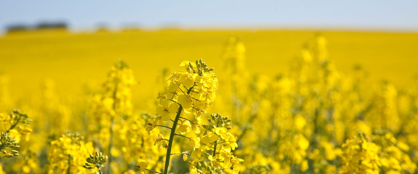 Rapeseed field with close-up plant
